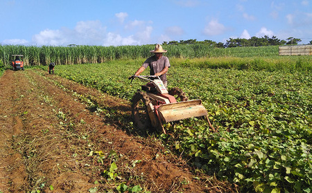 久米島産【沖夢紫】焼き紅芋 5袋セット