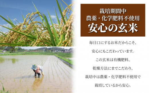 【令和8年産 新米】八重原産コシヒカリ 玄米「謙太郎米・極」（栽培期間中農薬・化学肥料不使用）お試し1kg【太陽と大地】