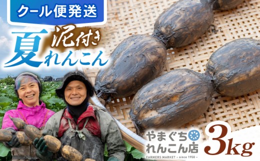【先行予約　2026年9月～発送】【祖母は104歳 健康長寿の源！】 白石 れんこん 3kg【やまぐちれんこん店】蓮根 レンコン 泥付き 根菜 野菜 佐賀県産  白石 [ICT001]