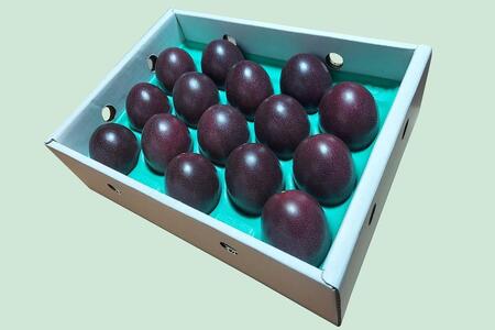 ★品切中★【2024年発送分 先行受付】パッションフルーツ 化粧箱15個入り（M玉）【たけはら農園】