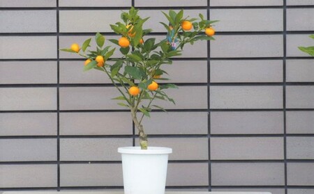 寧波金柑の苗木 きんかん 寧波金柑の苗木 観葉植物