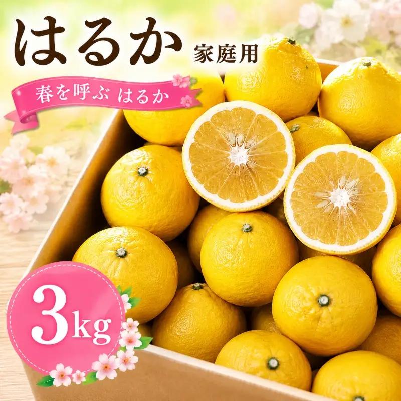 【2027年2月頃から順次発送】春を呼ぶ はるか 家庭用 3kg | みかん 柑橘 果物 ミカン みかん 愛媛みかん 松山みかん 農家直送 家庭用 柑橘 愛媛 松山 北条 果物 フルーツ 産地直送 みかん 農園直送【HMN016】