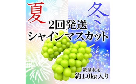 ＜2025年発送分先行予約＞夏冬の全2回発送　山梨県南アルプス市産　シャインマスカット定期便　約1.0kg×2回　2～3房入り ALPAH001