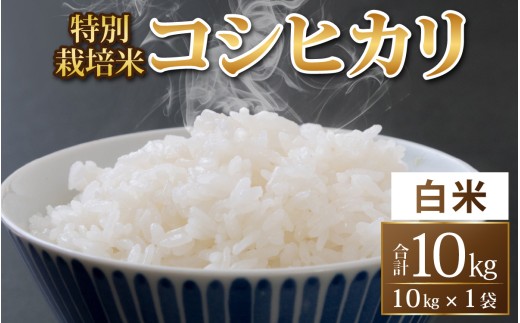 【令和8年度産 新米 先行予約】【白米】特別栽培米 コシヒカリ 10kg / 無農薬 減農薬 こしひかり 特別栽培 １０キロ 10kg 米  米 お米 コメ 送料無料 こしひかり 福井　永平寺町産 [C-033104]