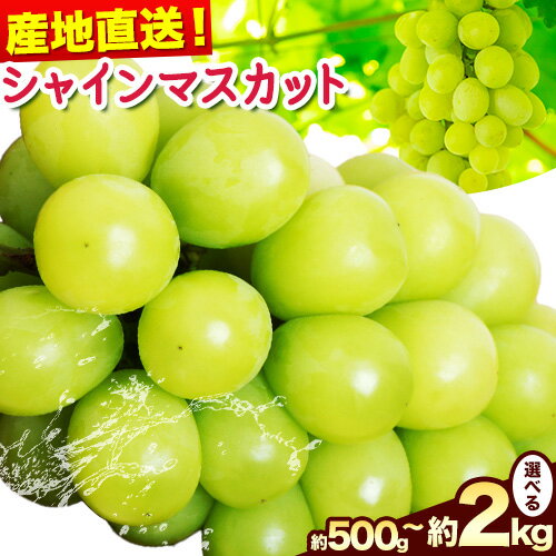 【ふるさと納税】訳あり シャインマスカット 選べる 約500g(1~2房) 約1.2kg(1~3房) 約2kg(2~5房)【先行予約】 花田青果株式会社《2025年9月上旬-10月末頃出荷》マスカット 送料無料 岡山県 浅口市 訳あり シャインマスカット ぶどう フルーツ 果物【配送不可地域あり】