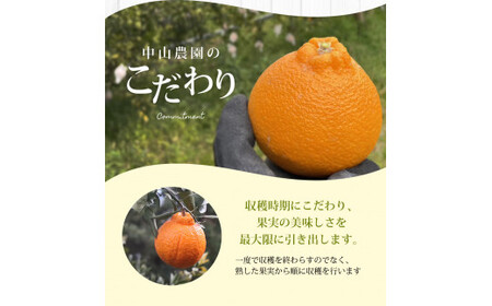 【期間限定・2027/1/31まで】不知火1kg※2026年3月から順次発送予定※ / 和歌山県 しらぬい デコポン フルーツ 果物 柑橘 田辺市 【nak014-1】