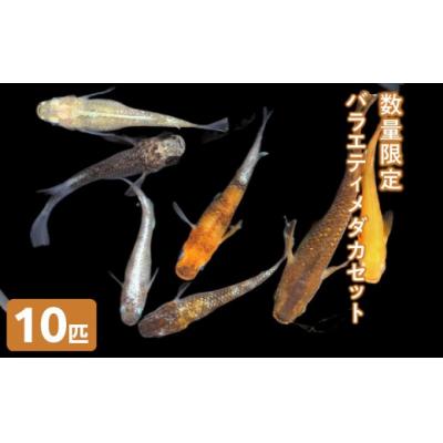 ふるさと納税 境港市 <数量限定>お楽しみ!バラエティメダカセット(10匹)