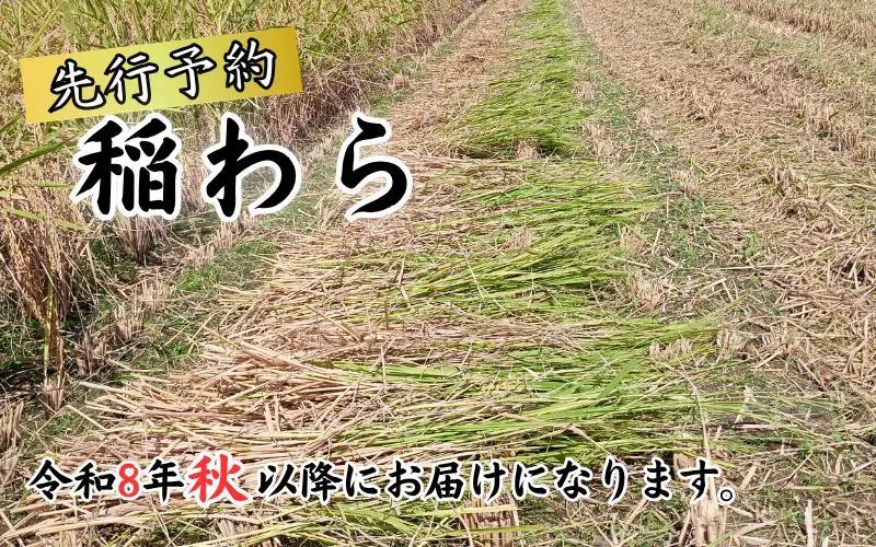 岩美町産コシヒカリの稲わら （長いタイプ）５kg｜鳥取 岩美 稲わら わら 藁 家庭菜園 先行予約 お届けは2026年10月～【34003】