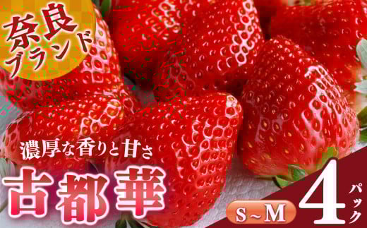 【選べる内容量】平群の古都華 S～Mサイズ （2パック×2ケース）計4パック 阪野農園 | 果物 くだもの フルーツ 苺 イチゴ いちご ストロベリー 古都華 ことか 旬の品種 産地直送 奈良県 平群町