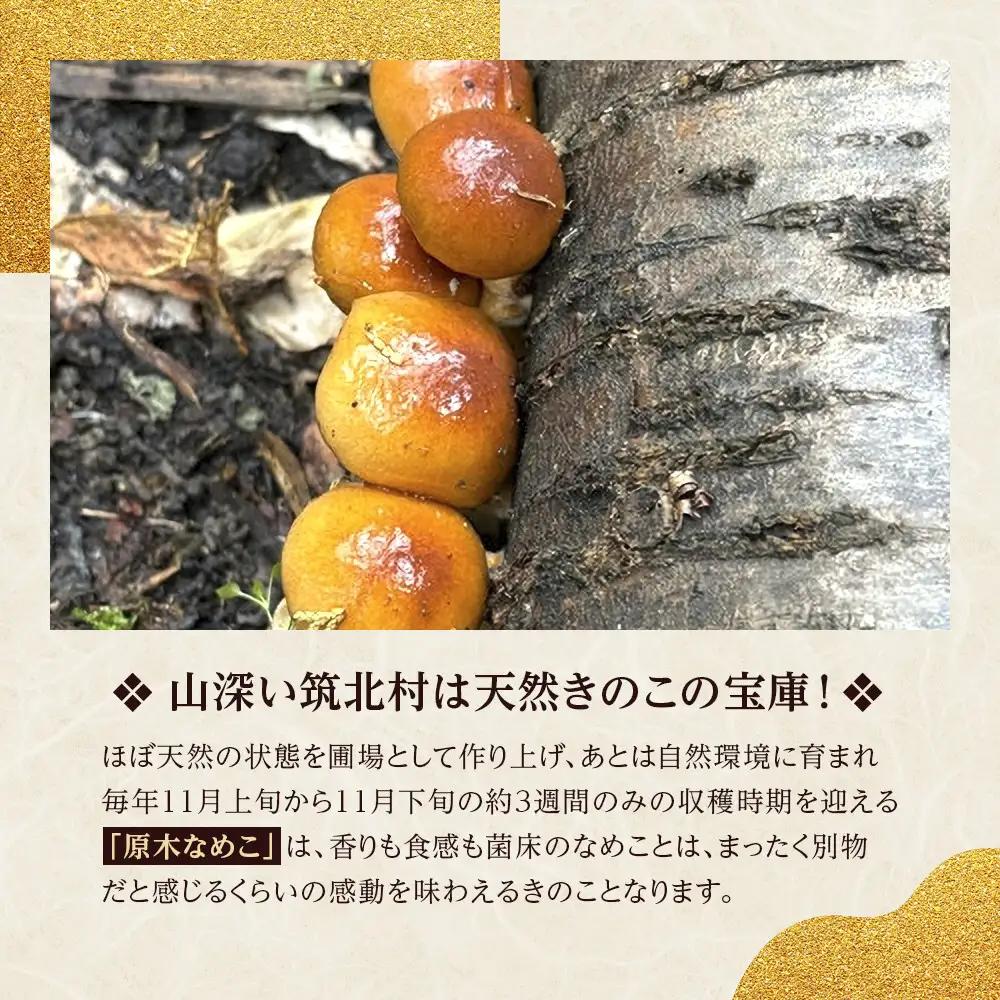 先行予約【2026年11月上旬頃～順次発送予定】ちっくほっくふぁ～む　山の恵み　原木なめこ約150ｇ| 筑北村 農産物 きのこ ぬめり食感 つるんとした口当たり 旨み豊か 汁物用途 味噌汁具材 食卓活