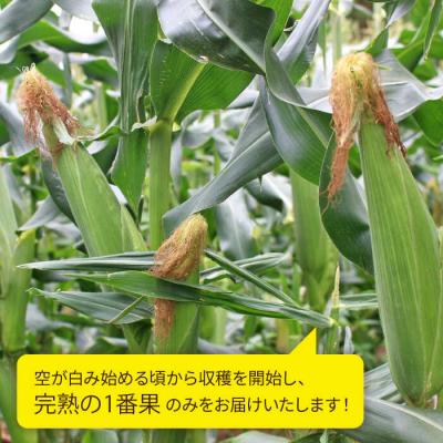 ふるさと納税 糸島市 大人気!!果物みたいに極甘早朝収穫とうもろこしLサイズ(300g)×5本/ウラタ農園[ALI004] |  | 01