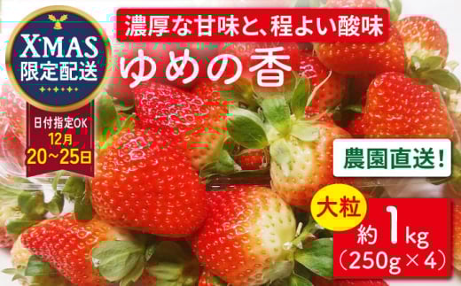 【12月21日お届け クリスマス用】＜大粒＞いちご ゆめの香 約1kg（250g×4パック）長崎県/わたる農園 [42AABB006] 苺 イチゴ フルーツ 果物 ケーキ デコレーション 手作り XMAS トッピング