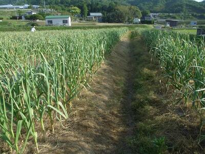 【定期便全3回】熟成 割り黒にんにく 約150g×2袋