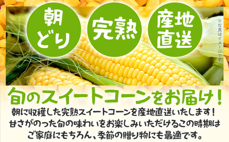 【朝採り】完熟スイートコーン 4kg 産地直送 とうもろこし スイートコーン スイートコーン スイートコーン
