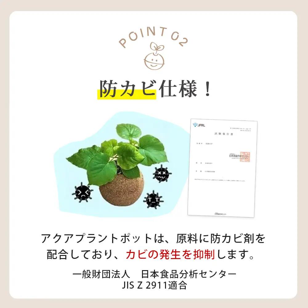 【ふるなびWEEK対象】アクアプラントポット®　玉Ｓ 植木鉢ガジュマル FN-Limited-PR（2341）
