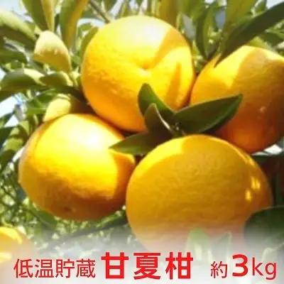 甘夏柑 低温貯蔵 柑橘 フルーツ 甘夏柑【約3kg】【先行予約】