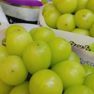 【2025年先行受付】11月上旬より発送「幻の牧丘天空シャインマスカット」約1kg(2～3房)【配送不可地域：離島】【1579789】