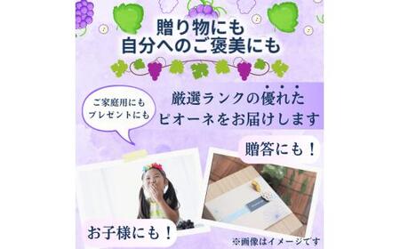 ピオーネ たねなし 3kg 厳選 / ぶどう 種無し 甘い 高級 和歌山 ※8月中旬～9月下旬に順次発送 ※北海道・沖縄・離島への配送不可 【tec511-p-3A】