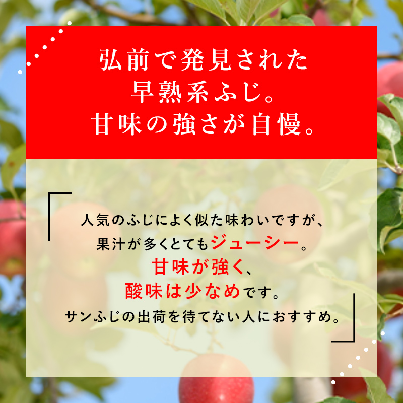 【10月発送】（糖度12度以上）贈答用 早生ふじ (弘前ふじ) 約 5kg 【弘前市産 青森りんご】