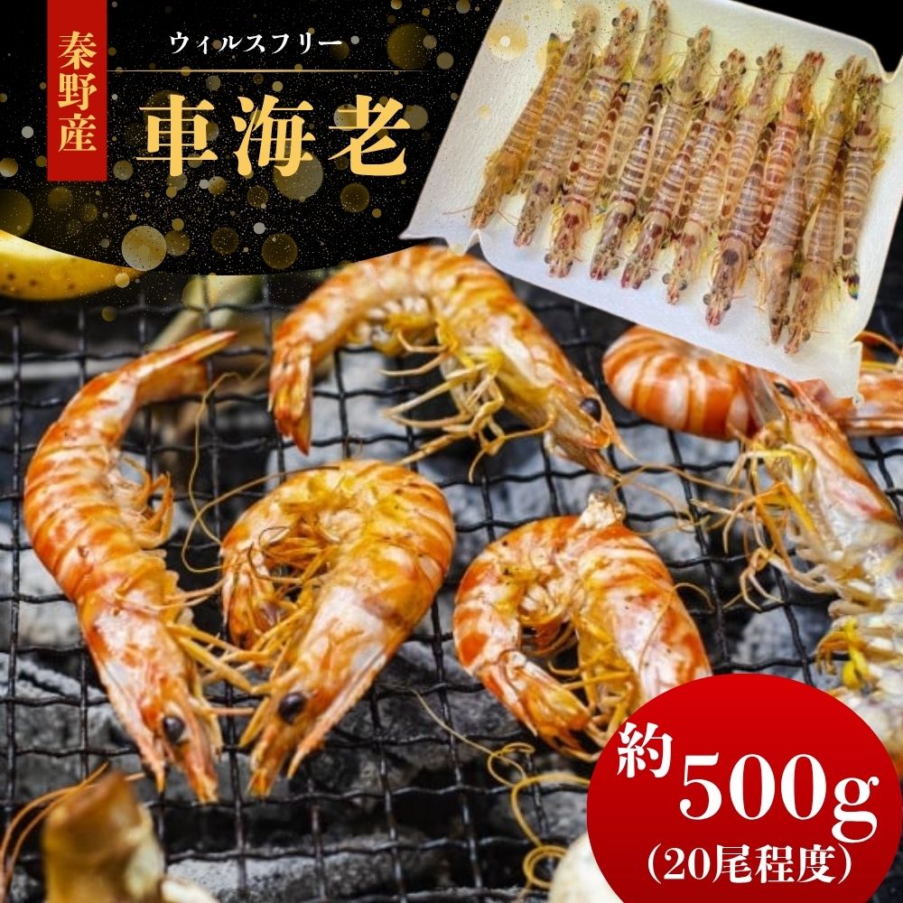 【ふるさと納税】車海老（養殖）約500g｜クルマエビ 車えび 活車海老 活 えび エビ 海老 冷蔵 お中元 お歳暮 記念日 贈答 魚介 海鮮 プリプリ 名水 国産 海の幸 エビフライ 天ぷら 塩焼き お取り寄せ 秦野 丹沢 神奈川