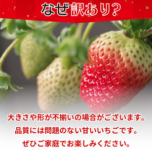 訳あり いちご 食べ比べ 2品種 セット 計500g (250g×2パック) 完熟 苺 家庭用 先行予約 