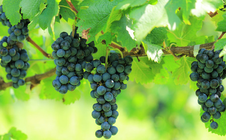 No.567 秩父ルージュ（赤）と秩父ブラン（白）の2本セット