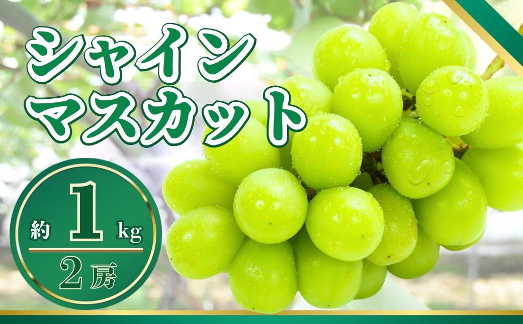 
            シャインマスカット 約1kg｜白ぶどう 果物 フルーツ ぶどう 種無し 千曲市 長野県産 信州
          