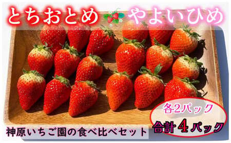 いちご 約1kg とちおとめ やよいひめ 2種類 食べ比べセット （ 250g × 4パック ） 千葉県 銚子市