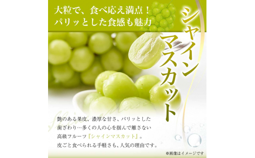 【2026年先行予約 定期便4回】 おいしい山形 秋冬フルーツ定期便  マスカット ぶどう ブドウ 葡萄 デザート フルーツ 果物 くだもの 果実 食品 山形県 FSY-2542