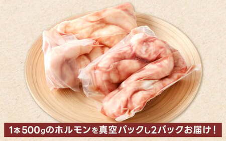1本焼き 極太 ほるもん 太腸版 新鮮 ホルモン 塩ホルモン モツ もつ 牛モツ 牛もつ ぷりぷり 旨味 黒毛和牛 丸腸 真空パック 国産 九州産 冷凍