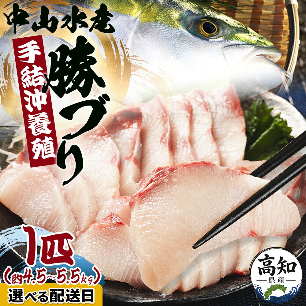 【数量限定】中山水産 手結沖養殖「勝ブリ」1匹（5kg〜6kg）- 期間限定 魚 ぶり 鰤 寒ブリ 海鮮 鮮魚 魚介類 海の幸 ギフト お刺身 煮物 焼き魚 おかず 産地直送 のし対応可 送料無料 高知県 香南市【冷蔵】