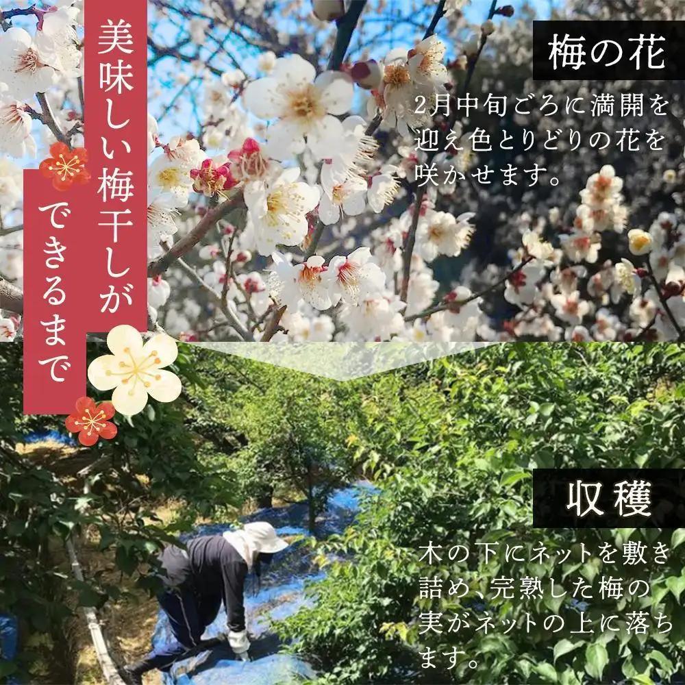 紀州南高梅使用 はちみつ うす塩味 完熟梅干し 無選別 約800g [TM198]