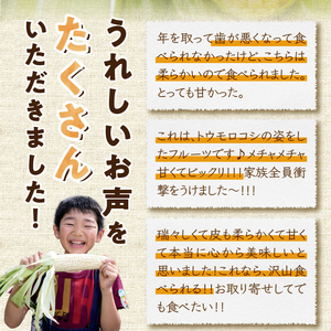 数量限定 先行予約 白いとうもろこし ホワイトショコラ 糖度17度以上 メロン並みの糖度 2024年6月下旬から出荷 [T0012]