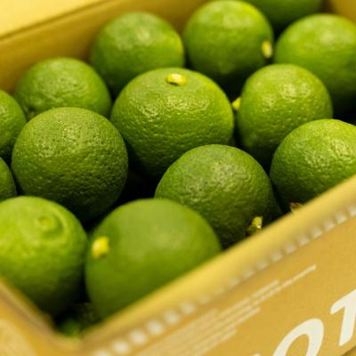 ふるさと納税 宇佐市 おもとの丘のかぼす 約4kg【111300201】【株式会社未来農林】 |  | 02