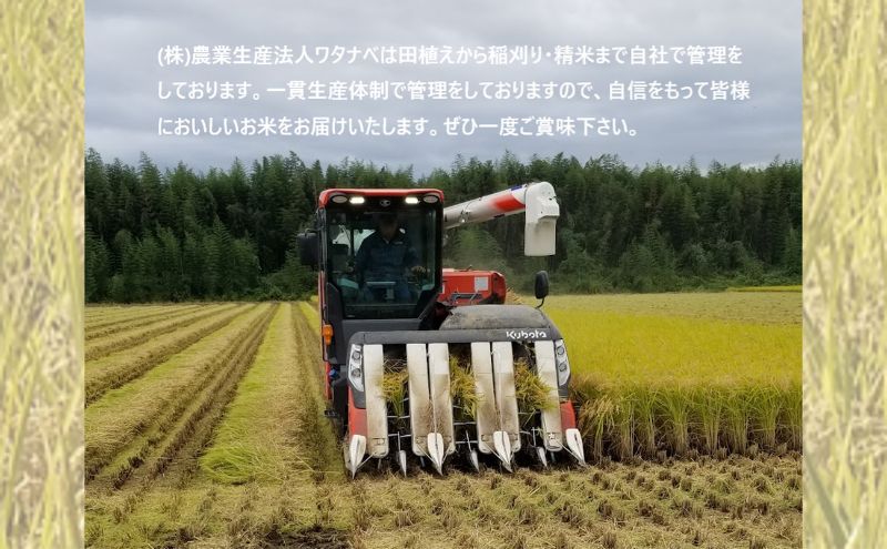 栃木県鹿沼市産 とちぎの星 無洗米 5kg 令和6年産 水稲うるち精米 単一原料米 お米  特A 大粒