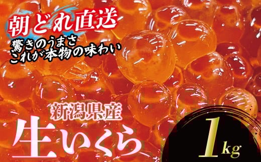 【朝どれ直送】 生イクラ 1kg 令和7年産 いくら 鮭 生いくら 海鮮 鮮度 新鮮 鮮魚 朝どれ とれたて 国産 新潟 お正月 おせち 年末 年始 贈答 J40_04