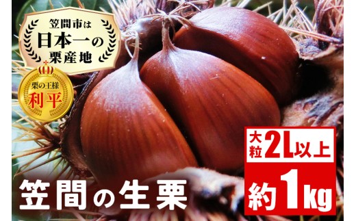 生栗 1kg 利平 栗 くり 国産  2L サイズ 以上 大きい 大粒 取り寄せ 笠間 茨城 和栗 甘栗 低温熟成 ギフト プレゼント 秋 旬 おやつ スイーツ 果物 フルーツ  栗ご飯 栗きんとん 栗おこわ 冷蔵 栗生産量 日本一 いばらき