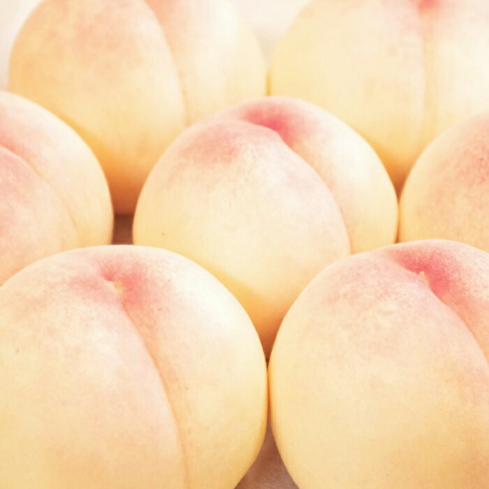 【ふるさと納税】 樹熟し 白桃 2kg 糖度12度以上 ＜7月中旬頃から8月下旬頃発送＞ _S89