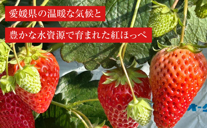 【先行予約】【2025年1月上旬から順次発送】頬が落ちる美味しさ！ 紅ほっぺ×24粒　　愛媛県大洲市/有限会社西山青果 [AGAR001]苺 イチゴ スイーツ ケーキ かき氷 いちごパフェ ストロベリ