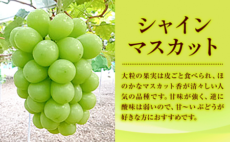 特選 大粒 ぶどう 2種 セット 約1.2kg ( 2房 ) シャインマスカット ＋ ピオーネ or クイーンニーナ 株式会社日本植生グループ本社 NISSHOKU FARM《9月下旬-12月末頃出荷