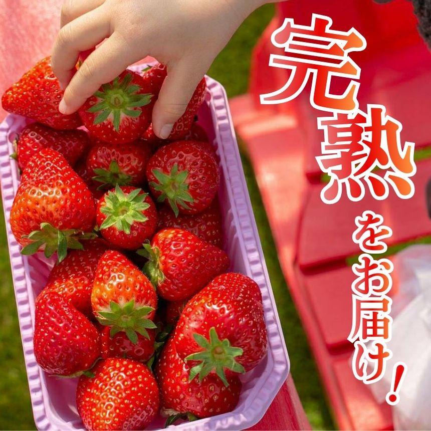 [2月以降発送]いちごの新定番 ★とちあいか★ 12～15粒×2P 2027年 1月～4月上旬発送！【2027年先行予約】栃木県 矢板市産 【2月以降発送】単品 |  14,000円