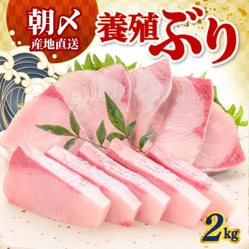 ぶり 2kg 冷蔵 刺身 鰤