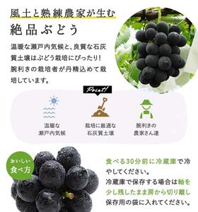 岡山県産 ぼっけえ大粒！ ピオーネ 1房 800g以上 化粧箱入り