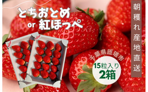 産地直送　匝瑳市産いちご　15粒入り×2箱 ／ いちご 苺 イチゴ ストロベリー とちおとめ 紅ほっぺ 果物 フルーツ 産地直送 2箱