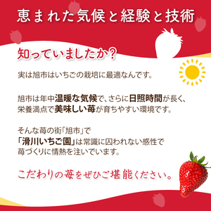 【2026年2月より発送】　先行予約 品種おまかせいちご 1000g 苺 いちご いちご いちご いちご いちご