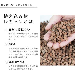 サンスベリアローレンチ （鉢色：ブラック）  モノトーン130陶器鉢 水位計つきセット インテリア 緑 グリーン 植物 簡単 初心者 かわいい 自然 おしゃれ 送料無料 Green Walk グリーン