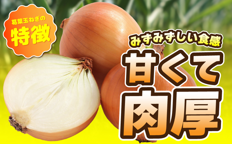 葛葉玉ねぎ 6kg【15〜20玉 泉佐野市 泉州たまねぎ 肉厚 甘い】 010B1773