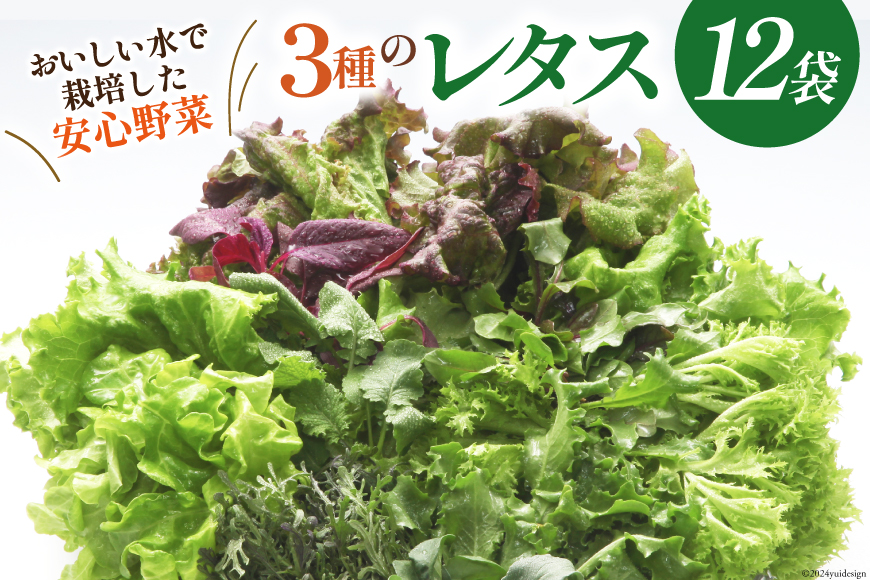 富山のおいしい水で生産した安心野菜（12袋）[北陸機材 富山県 舟橋村 57050150] 野菜 野菜セット フラワーリーフ フリルレタス マルチレタス 水耕栽培