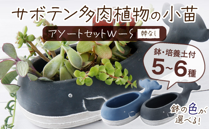 
                  サボテン多肉植物の小苗アソートセットＷーＳ（棘なし）　【寄せ植え説明書付】
                