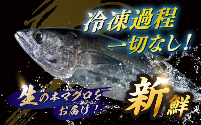 【12/27発送！】【長崎県養殖クロマグロ品評会最優秀賞！】 五島列島産 養殖 生 本マグロ 赤身 中トロ 大トロ 計約1.3kg マグロ まぐろ 鮪 刺身 ブロック 冷蔵 【上五島町漁業協同組合】 